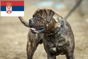 Read more about the article Hodowcy i szczenięta bullmastiff w Serbia