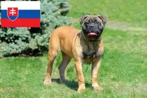 Read more about the article Hodowcy i szczenięta bullmastiff w Słowacja