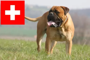 Read more about the article Hodowcy i szczenięta bullmastiff w Szwajcaria