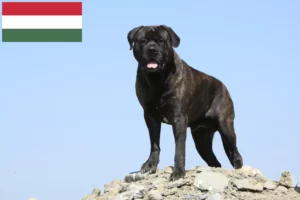 Read more about the article Hodowcy i szczenięta bullmastiff w Węgry