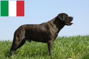 Read more about the article Hodowcy i szczenięta bullmastiff w Włochy