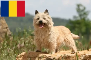 Read more about the article Hodowcy i szczenięta Cairn terrier w Rumunia