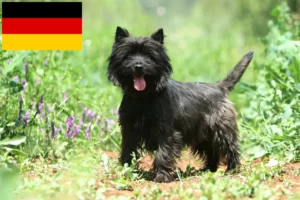 Read more about the article Hodowcy i szczenięta Cairn terrier w Niemcy