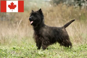 Read more about the article Cairn Terrier Hodowcy i szczenięta w Kanada