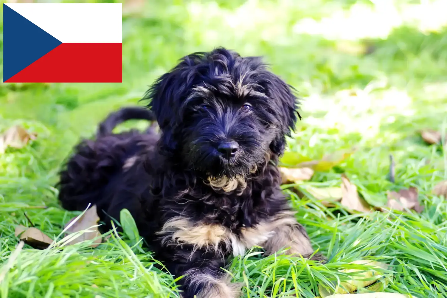 Cão da Serra de Aires szczenięta i hodowcy Republika Czeska Tutaj można znaleźć hodowców Cão da Serra de Aires w Czechy.