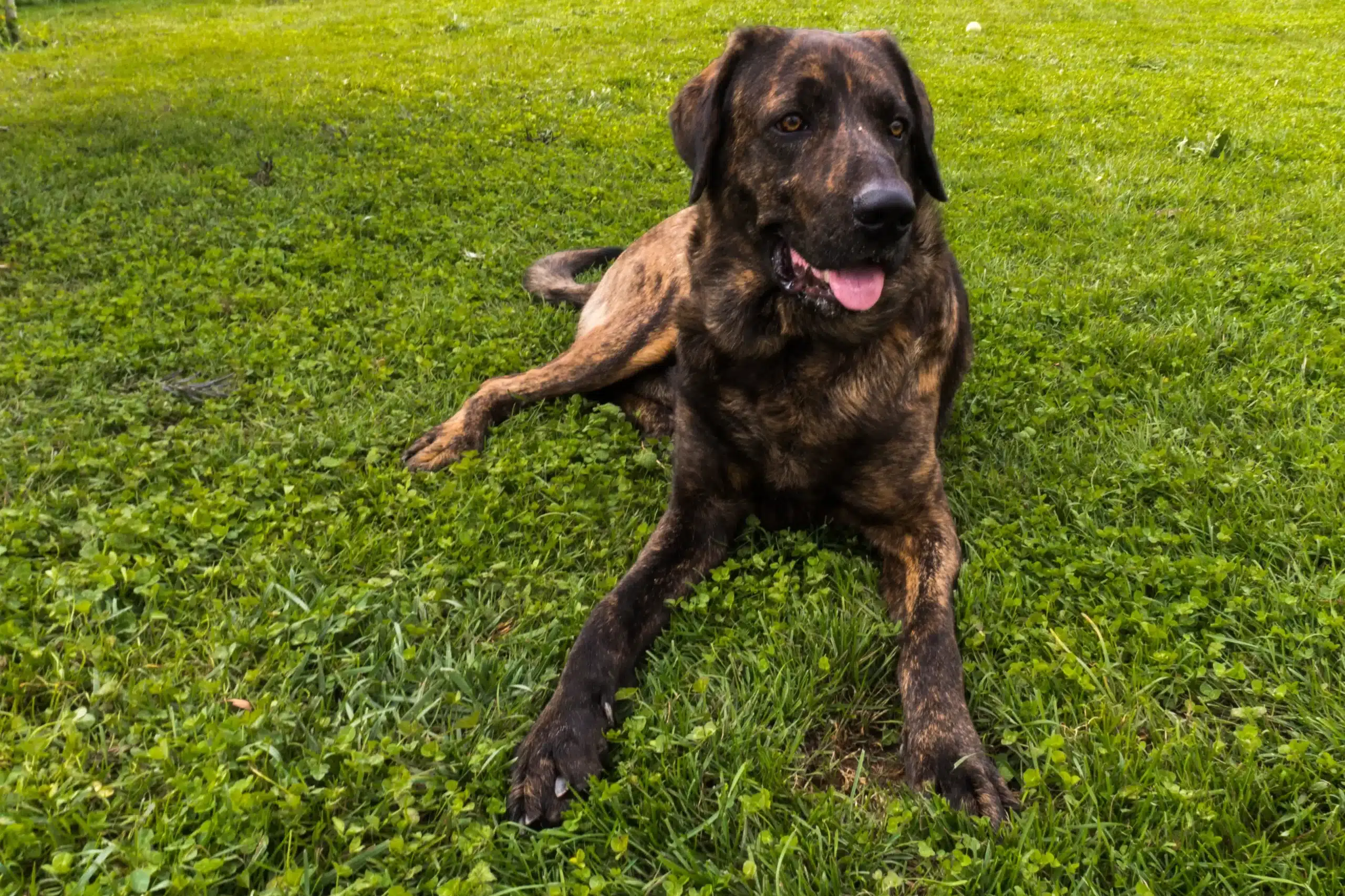 Read more about the article Hodowca Chien de Castro Laboreiro