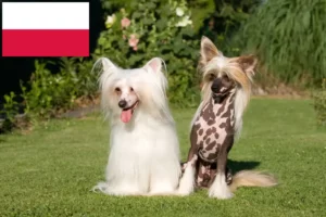 Read more about the article Chiński grzywacz hodowcy i szczenięta w Polska