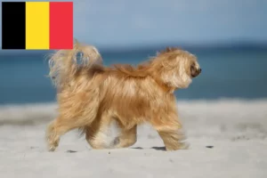 Read more about the article Hodowcy psów rasy Chiński grzywacz i szczenięta w Belgia