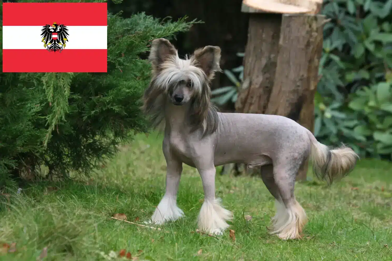 Chiński grzywacz szczenięta i hodowcy Austria Tutaj możesz znaleźć hodowców Chinese Crested Dog w Austria.
