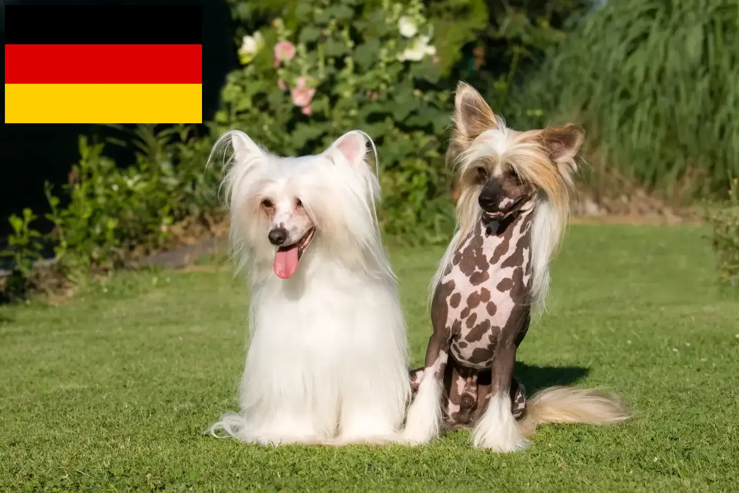 Chiński grzywacz szczenięta i hodowcy Niemcy Tutaj możesz znaleźć hodowców Chinese Crested Dog w Niemcy.