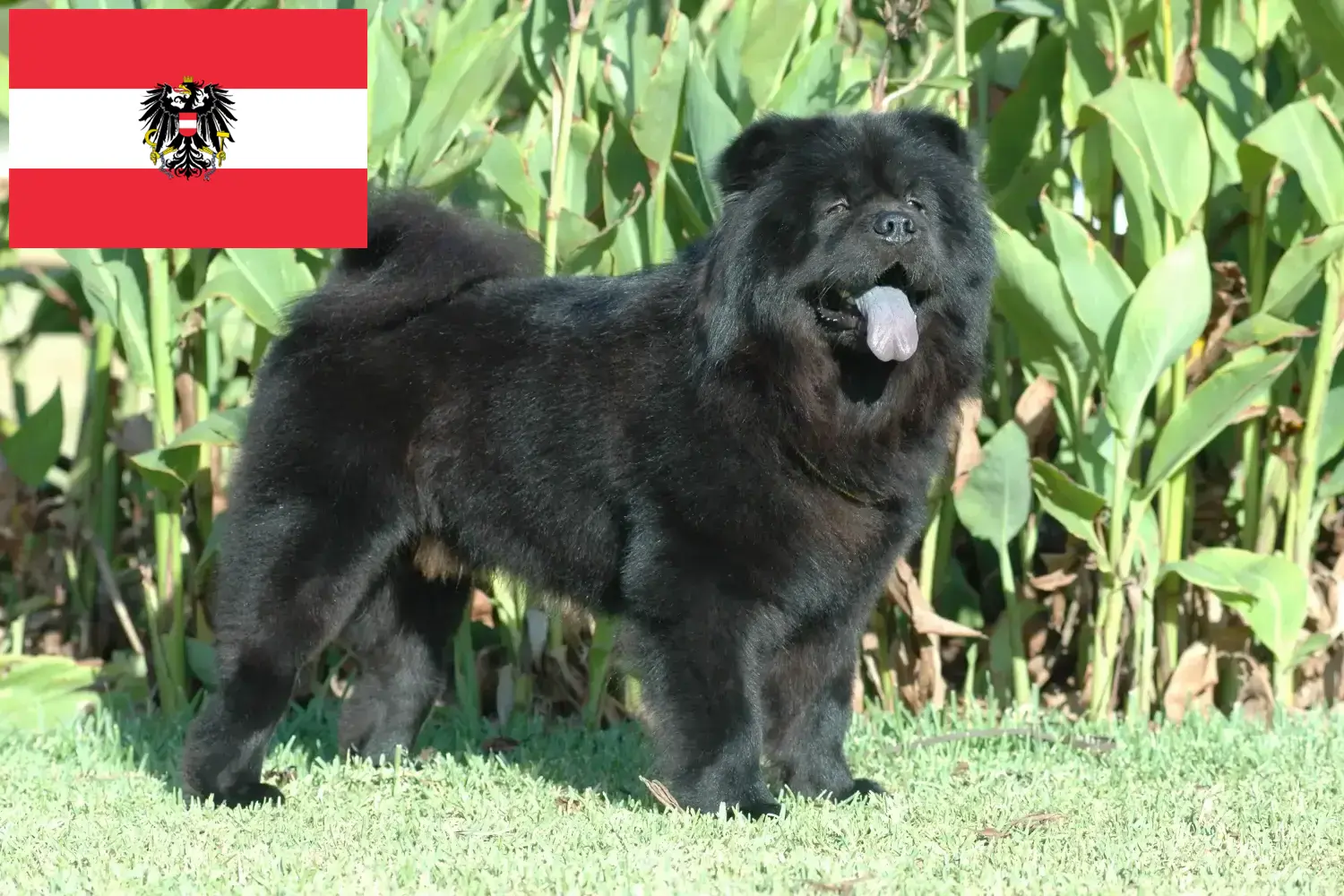 Chow-Chow szczenięta i hodowcy Austria Tutaj znajdziesz hodowców rasy Chow-chow w Austria.