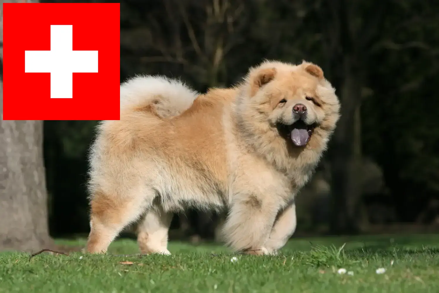 Chow-Chow szczenięta i hodowcy Szwajcaria Tutaj znajdziesz hodowców rasy Chow-chow w Szwajcaria.
