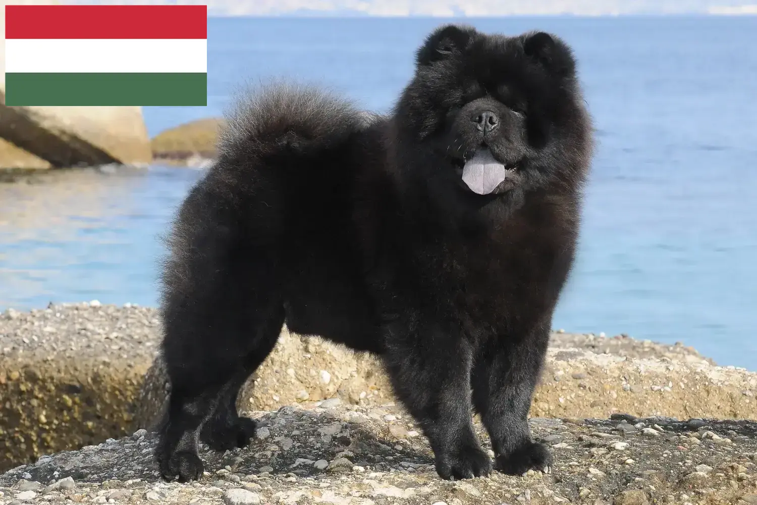 Chow-Chow szczenięta i hodowcy Węgry Tutaj znajdziesz hodowców rasy Chow-chow w Węgry.