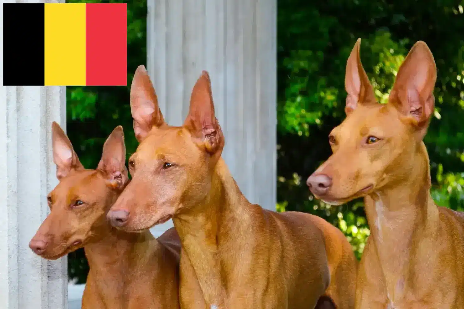 Cirneco dell' Etna szczenięta i hodowcy Belgia Tutaj można znaleźć hodowców Cirneco dell' Etnas w Belgia.