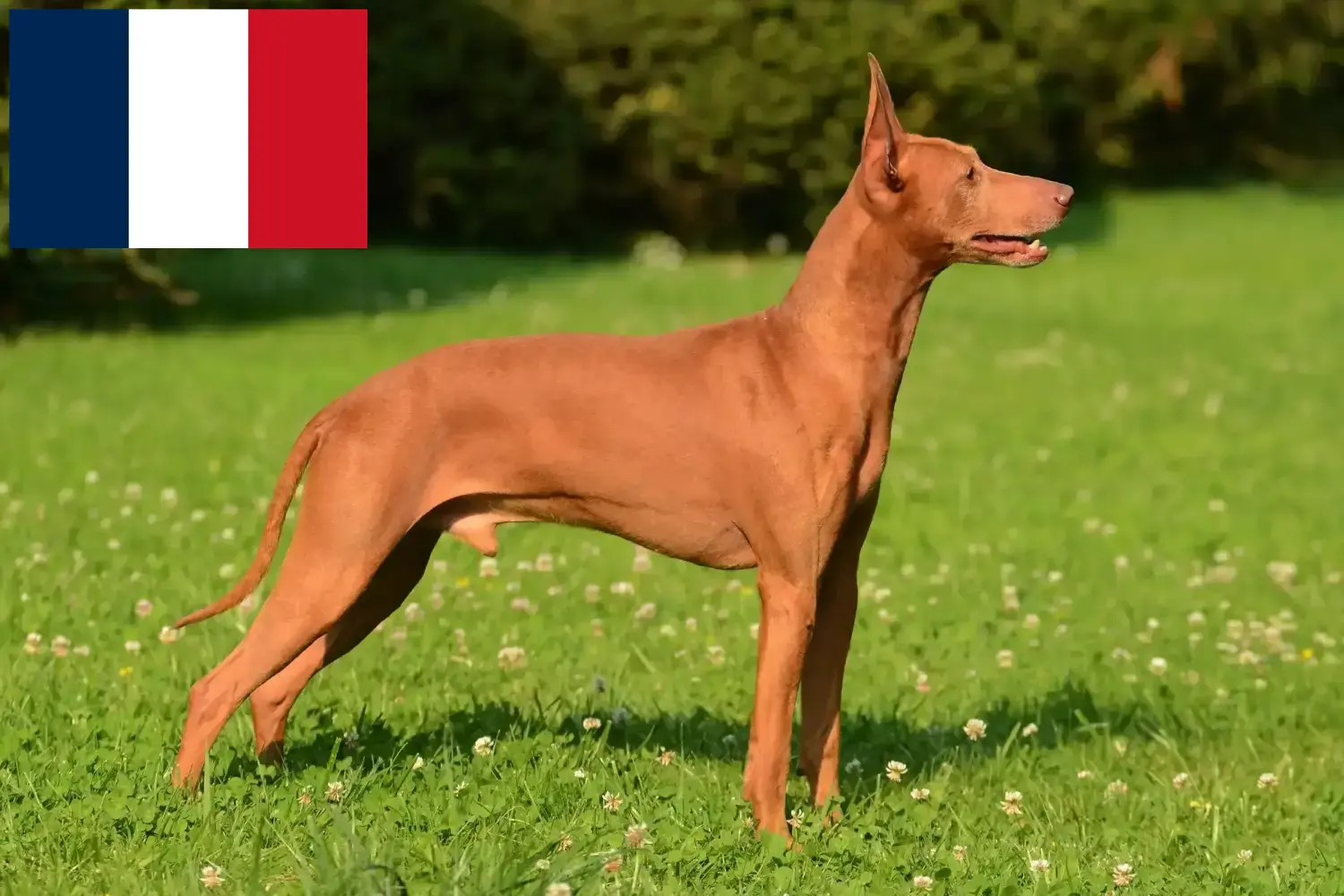 Cirneco dell' Etna szczenięta i hodowcy Francja Tutaj można znaleźć hodowców Cirneco dell' Etnas w Francja.