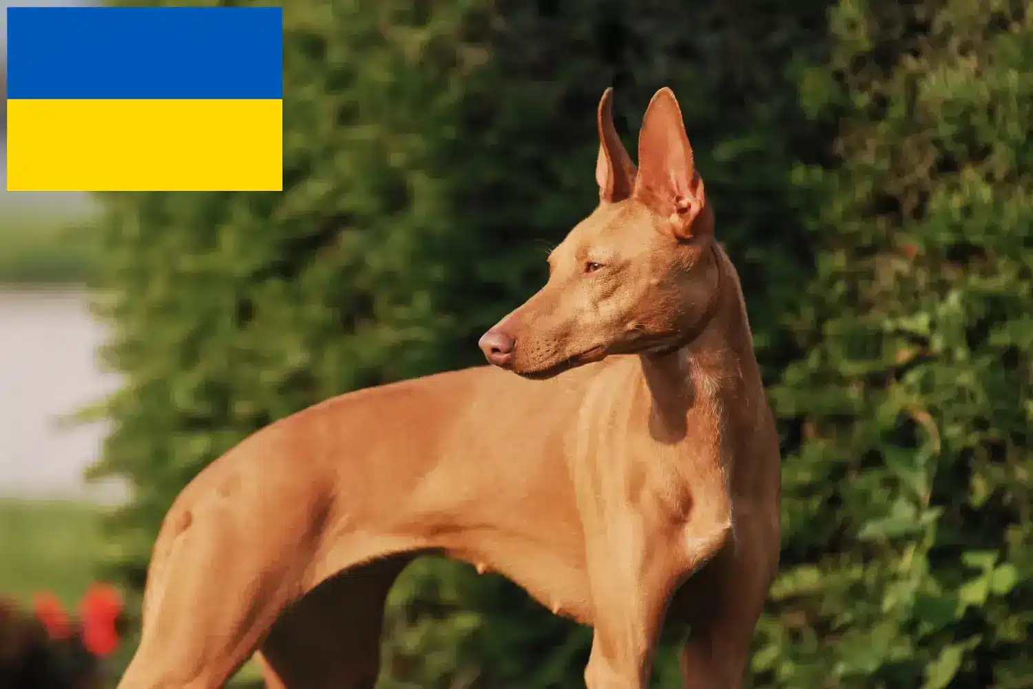 Cirneco dell' Etna szczenięta i hodowcy Ukraina Tutaj można znaleźć hodowców Cirneco dell' Etnas w Ukraina.