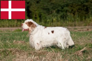 Read more about the article Hodowcy i szczenięta Clumber spaniel w Dania