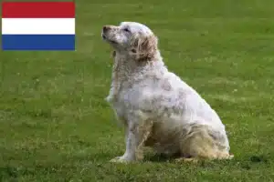 Read more about the article Hodowcy i szczenięta clumber spaniel w Holandia