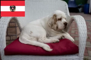 Read more about the article Hodowcy i szczenięta Clumber spaniel w Austria