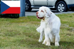 Read more about the article Hodowcy i szczenięta Clumber spaniel w Czechy
