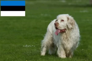 Read more about the article Hodowcy i szczenięta clumber spaniel w Estonia