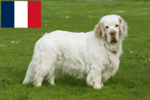 Read more about the article Hodowcy i szczenięta Clumber spaniel w Francja