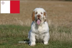 Read more about the article Clumber Spaniel hodowcy i szczenięta w Malta