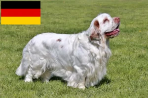 Read more about the article Hodowcy i szczenięta Clumber spaniel w Niemcy
