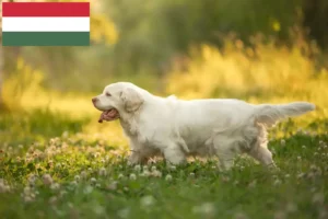 Read more about the article Hodowcy i szczenięta clumber spaniel w Węgry