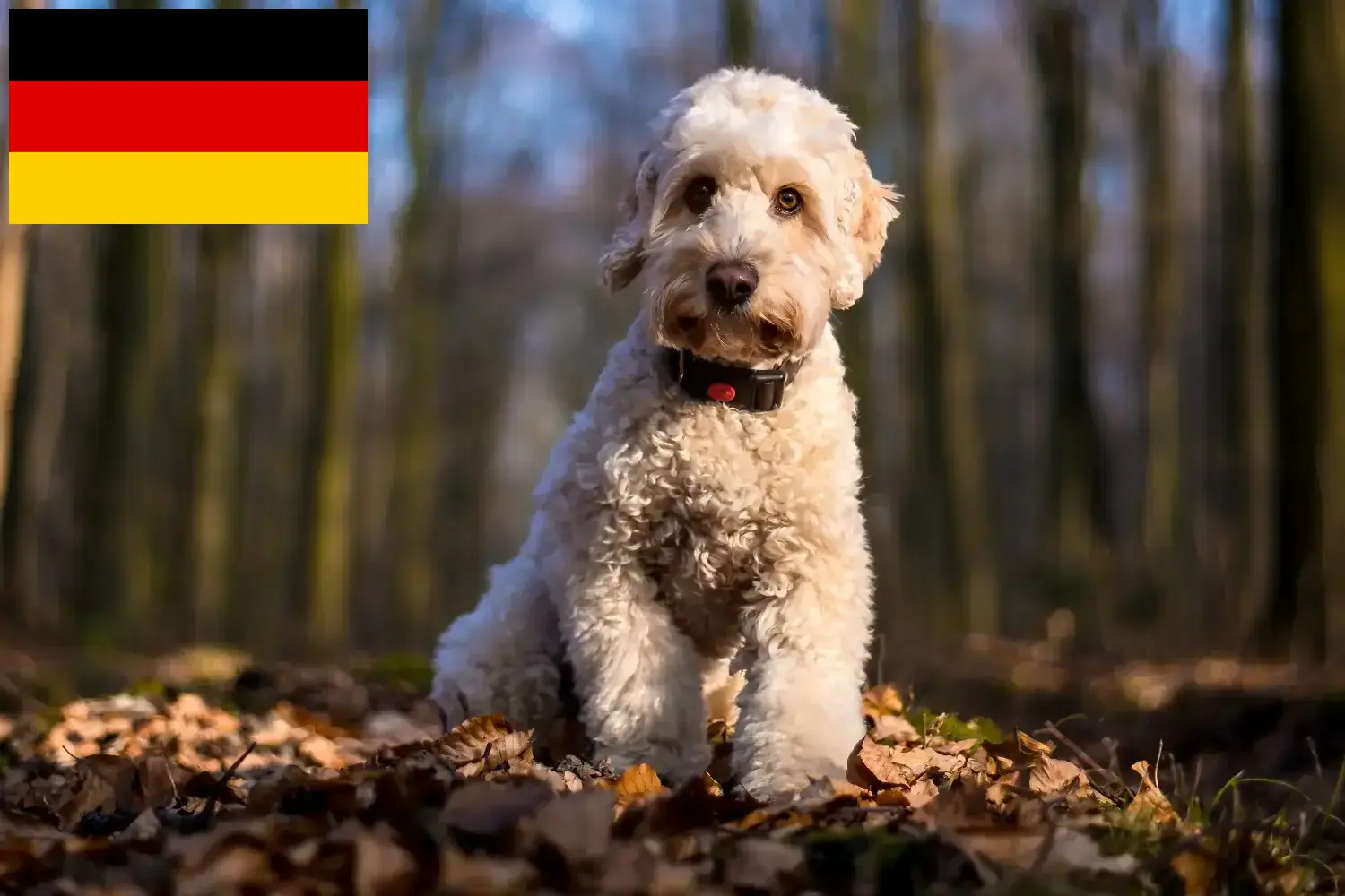 Read more about the article Hodowcy i szczenięta Cockapoo w Niemcy