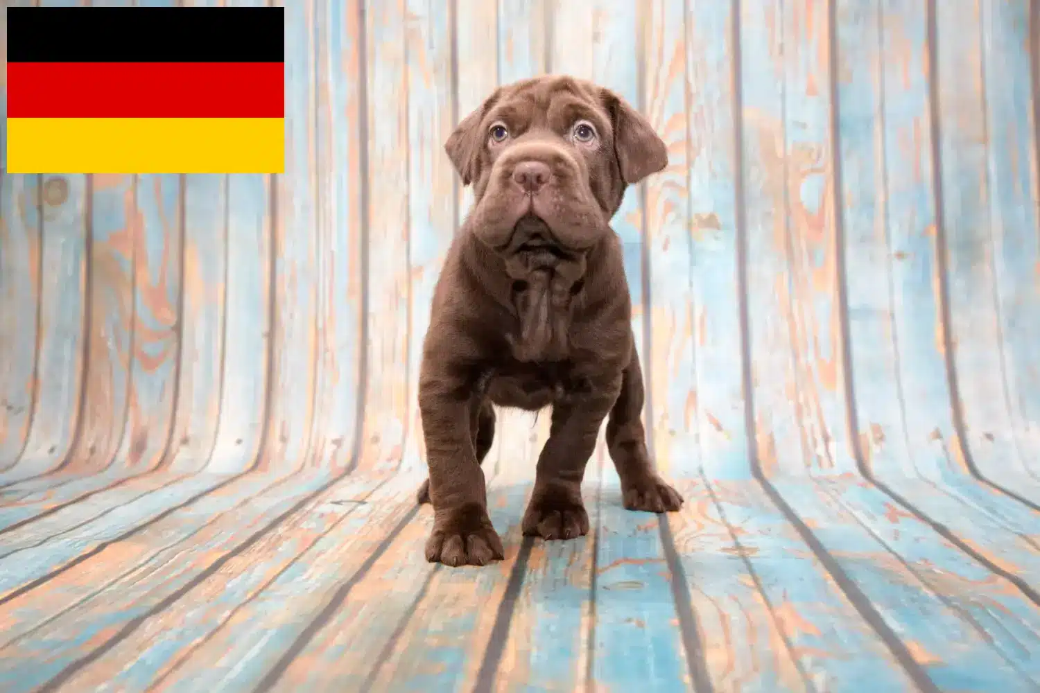 Cocker Pei szczenięta i hodowcy Niemcy Tutaj znajdziesz hodowców rasy Cocker pei w Niemcy.