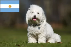 Read more about the article Coton de Tuléar hodowcy i szczenięta w Argentyna