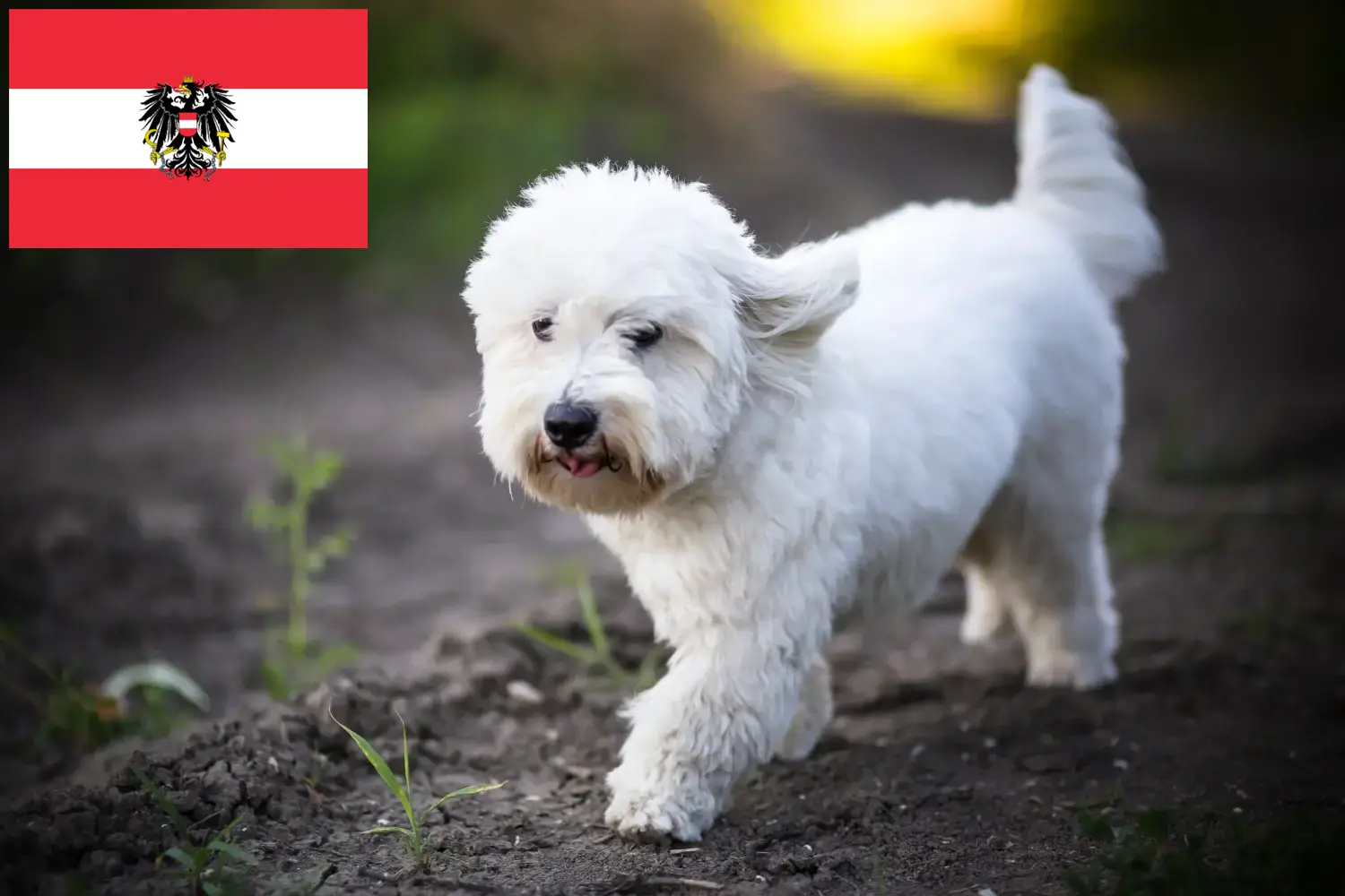 Coton de Tuléar szczenięta i hodowcy Austria Tutaj znajdziesz hodowców rasy Coton de Tuléars w Austria.