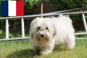 Read more about the article Coton de Tuléar hodowcy i szczenięta w Francja