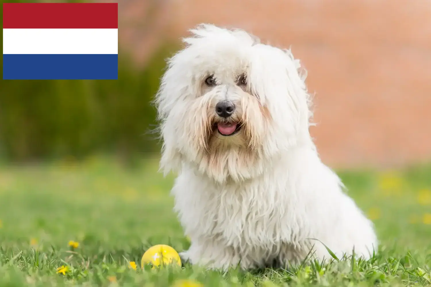 Coton de Tuléar szczenięta i hodowcy Holandia Tutaj znajdziesz hodowców rasy Coton de Tuléars w Holandia.