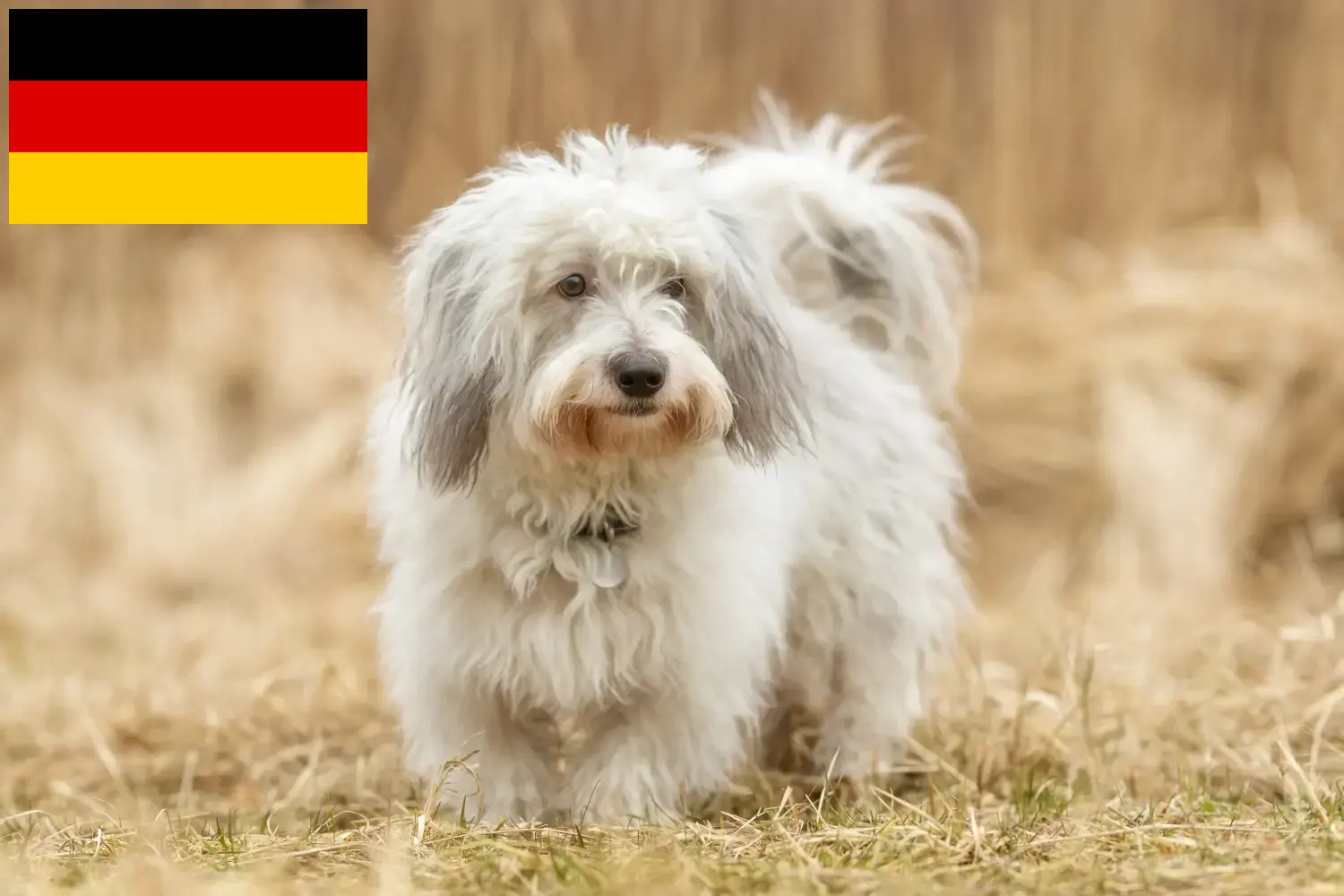 Coton de Tuléar szczenięta i hodowcy Niemcy Tutaj znajdziesz hodowców rasy Coton de Tuléars w Niemcy.