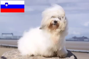 Read more about the article Coton de Tuléar hodowcy i szczenięta w Słowenia