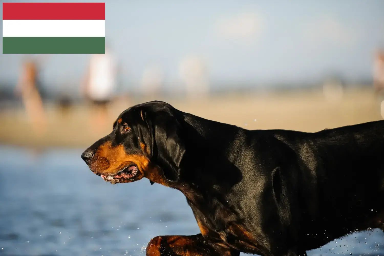 Read more about the article Hodowcy i szczenięta rasy Czarny i podpalany coonhound w Węgry