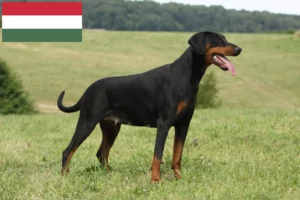 Read more about the article Hodowcy i szczenięta dobermanów w Węgry
