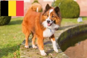 Read more about the article Elo hodowcy i szczenięta w Belgia