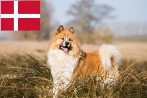 Read more about the article Elo hodowcy i szczenięta w Dania