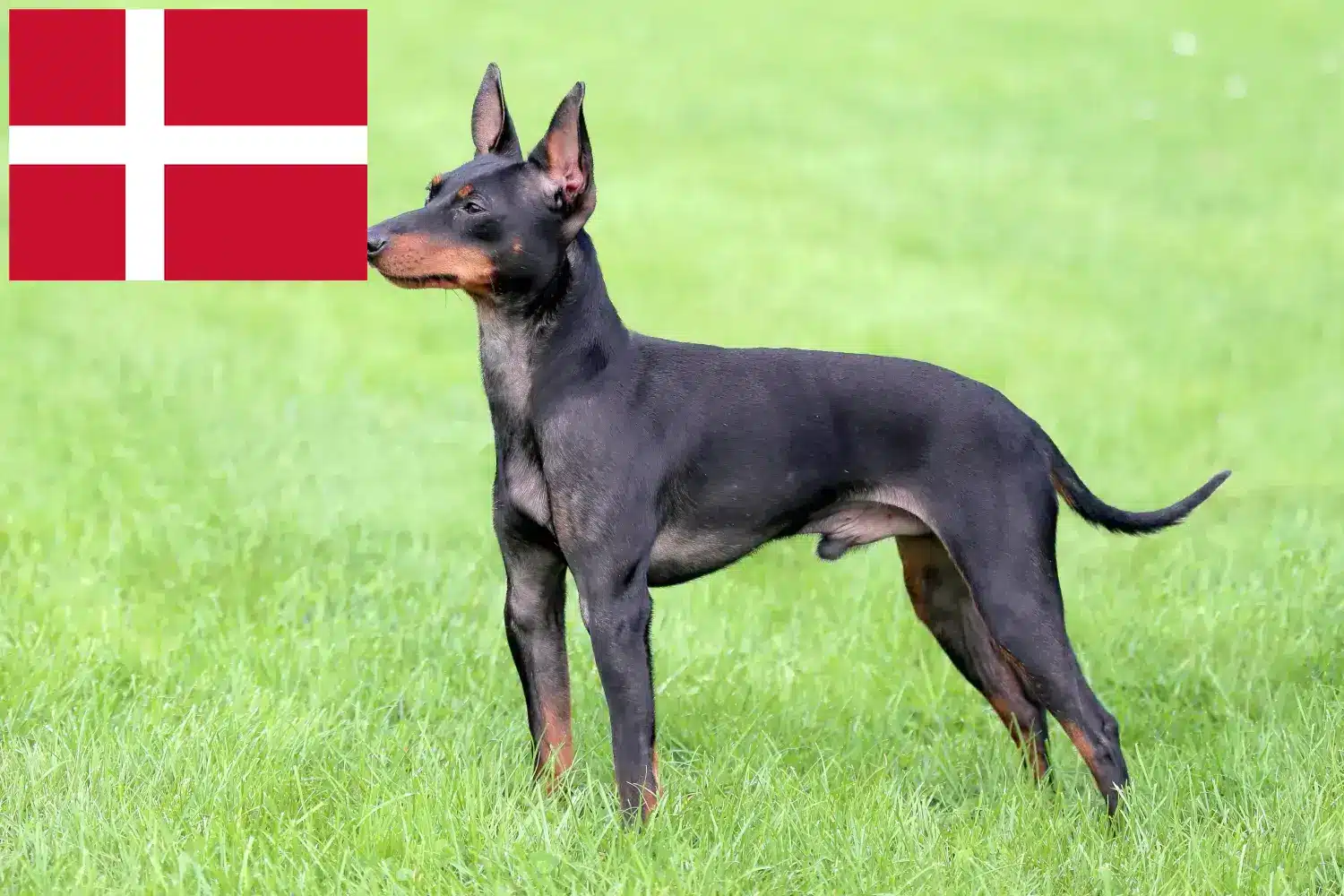 Szczeniaki i hodowcy English Toy Terrier Dania Znajdź hodowców English Toy Terrier w Dania tutaj.