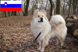 Read more about the article Hodowcy i szczenięta Eurasier w Słowenia