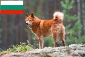 Read more about the article Finnspitz hodowcy i szczenięta w Bułgaria