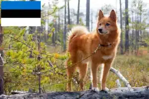 Read more about the article Finnspitz hodowcy i szczenięta w Estonia