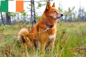 Read more about the article Finnspitz hodowcy i szczenięta w Irlandia