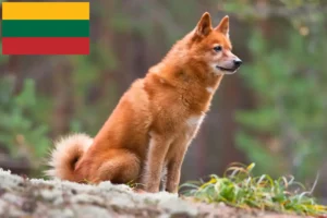 Read more about the article Finnspitz hodowcy i szczenięta w Litwa