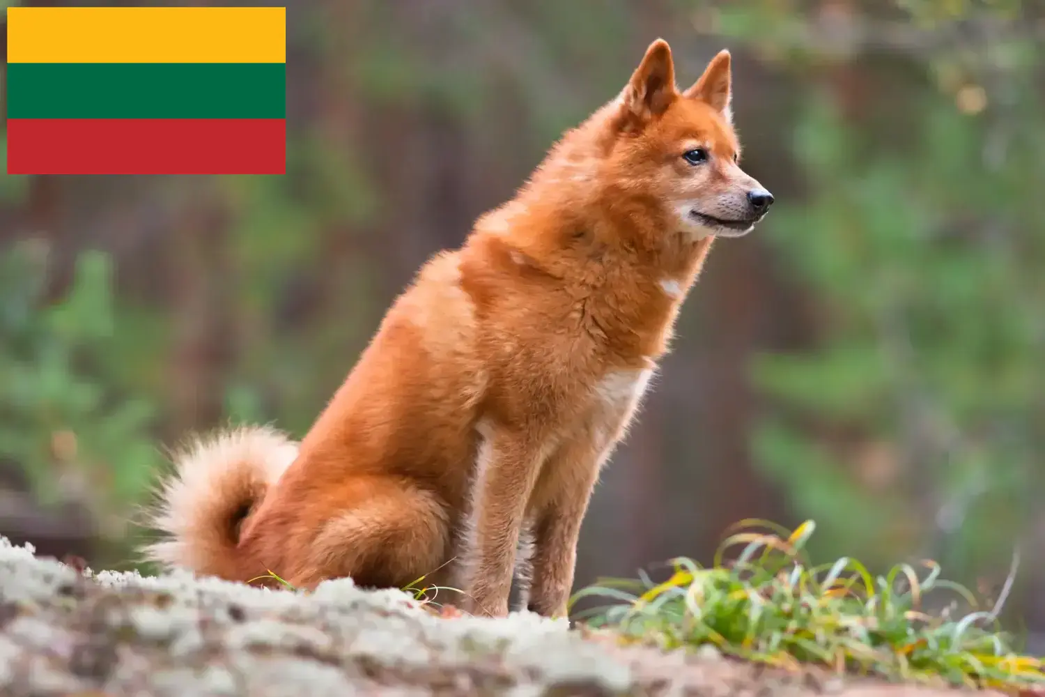 Finnspitz szczenięta i hodowcy Litwa Tutaj można znaleźć hodowców Finnenspitze w Litwa.