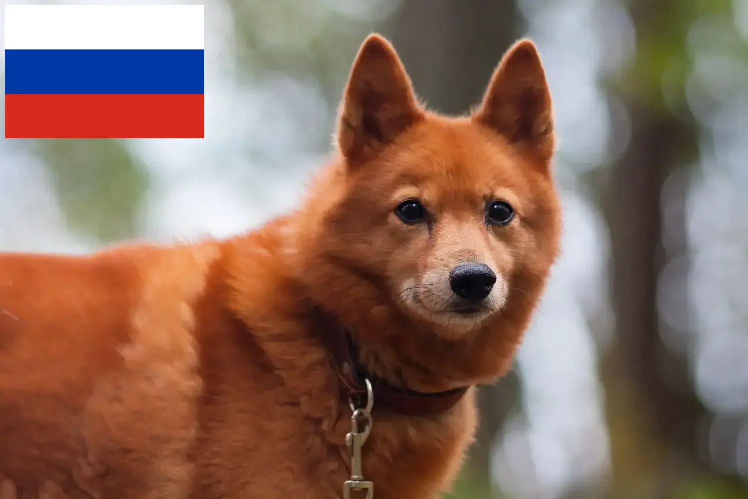 Finnspitz szczenięta i hodowcy Rosja Tutaj można znaleźć hodowców Finnenspitze w Rosja.