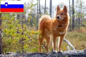 Read more about the article Finnspitz hodowcy i szczenięta w Słowenia